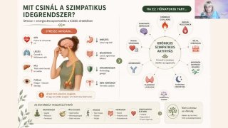 A stressz és a vegetatív idegrendszer